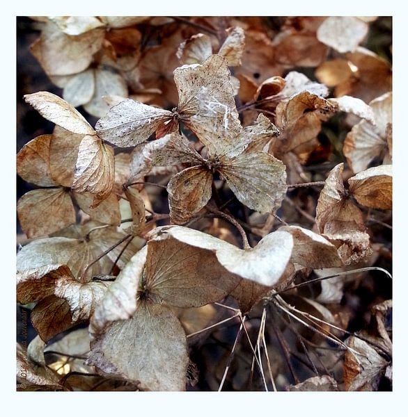 Overschot van een zomer by Jolanda Jouvenaar