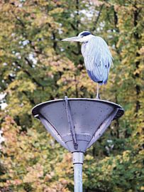 Reiger staand op lantaarnpaal von Rinke Velds