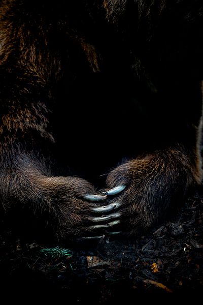 Nature's grip by Nicole Schmidt