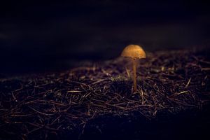 Seul dans le noir