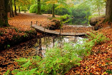 Herfst Landgoed De Braak Paterswolde van R Smallenbroek