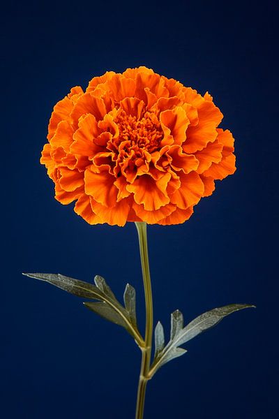 Leuchtende Ringelblume von Poster Art Shop