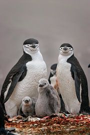 Kinnbänderpinguin – die kleine Familie