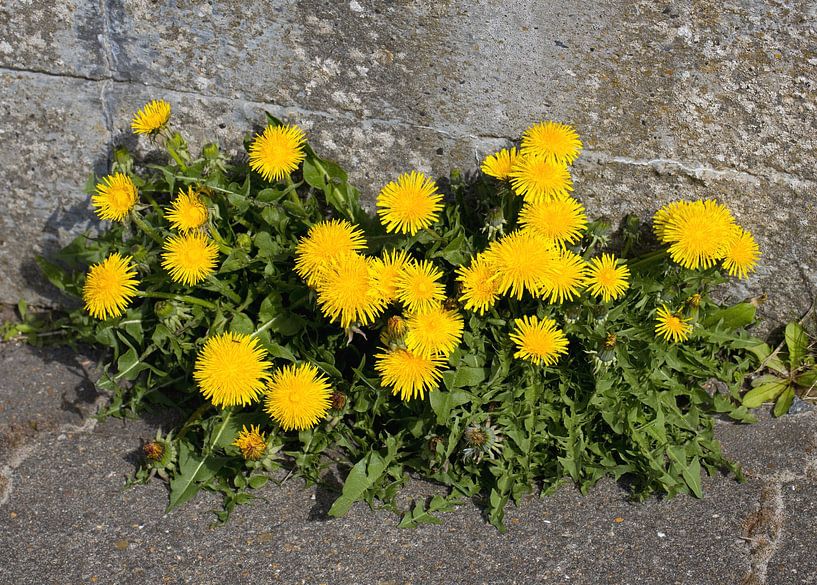 Dandelion by Bo Valentino