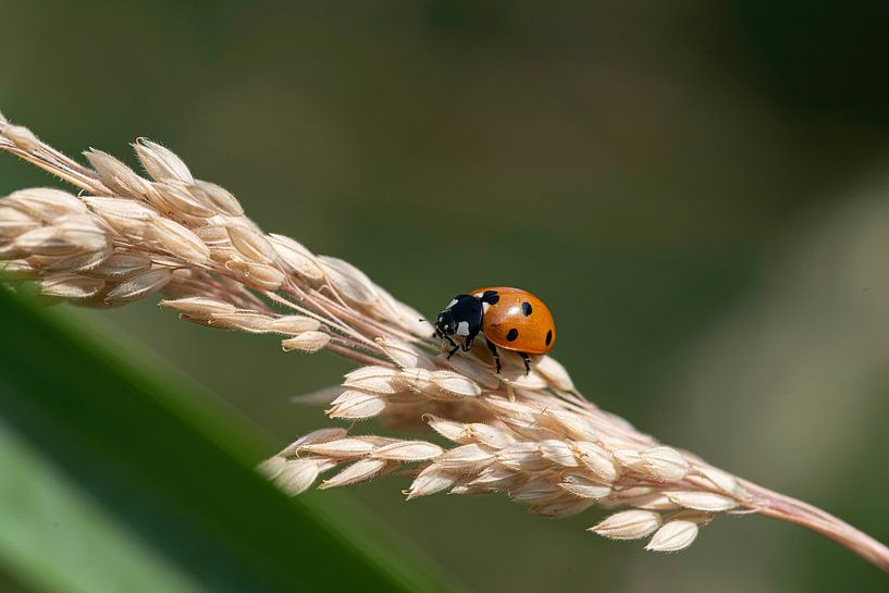 Die Welt der Insekten in Bildern von Roland de Zeeuw