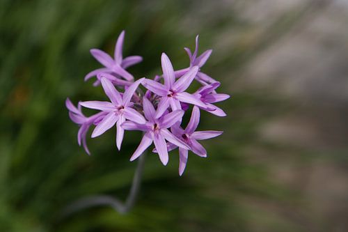 Paarse bloemen
