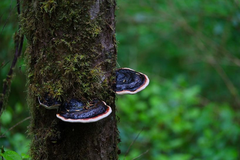 Boom met paddenstoelen van G. van Dijk