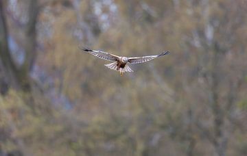Kiekendief in volle vlucht bij bosrand van Inge van den Brande