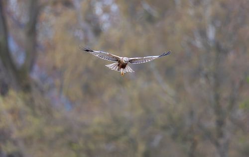 Kiekendief in volle vlucht bij bosrand