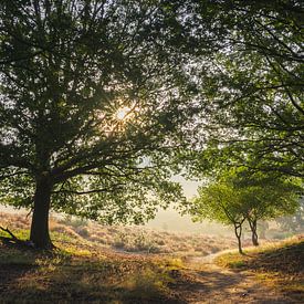 Posbank mit Morgennebel. von Jeffrey van Roon