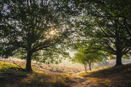 Posbank avec brouillard matinal.