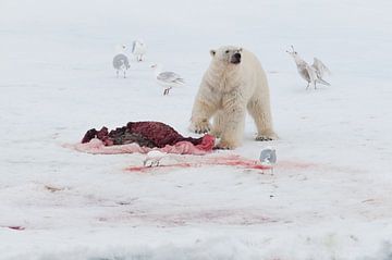 Polar bear and prey by Peter Zwitser
