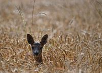 Rehe auf dem Weizenfeld