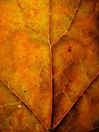 Feuille d'oranger surréaliste sur Vectorific Design