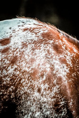 Paard Rug in Abstracte Patronen van Vacht