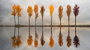Herbstbäume in Reflexion entlang des Stillen Wassers