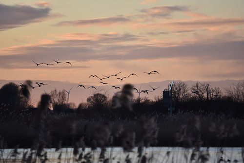 Flying geese, sunset, Zwolle