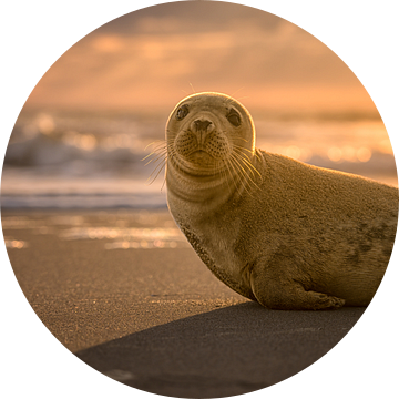 Nieuwsgierig zeehondje