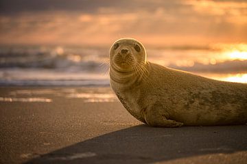 Curious seal