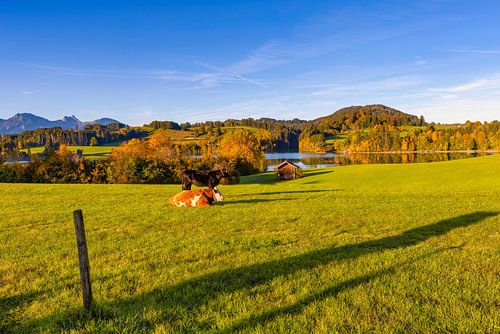 Allgäuer Herfst Idylle