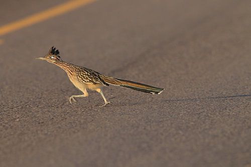 roadrunner" wegkoekoek (Geococcyx californianus), ook grote koekoek of grondkoekoek Nieuw-M