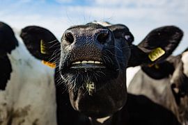 Mwoe tje nou? van Paula van der Post