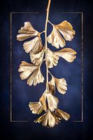 Ginkgo