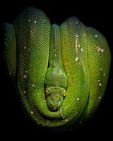 Green tree Python