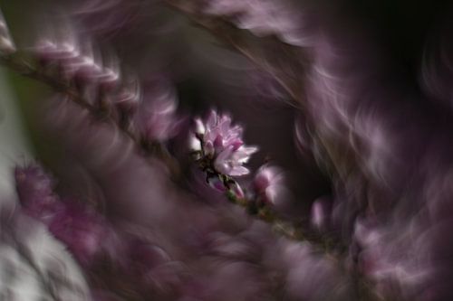 Heather, mais différente sur Anne Ponsen