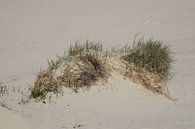 Een stukje van de beschermde duinen. van Corine Dekker thumbnail