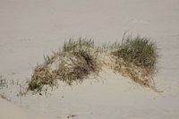 Een stukje van de beschermde duinen.