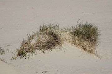 Een stukje van de beschermde duinen. van Corine Dekker
