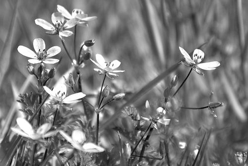 Fleurs, champ de fleurs noir et blanc