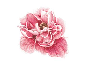 PinkFlower Watercolor Print – Botanical Wall Art – Peony Decor by Chrz - AquaPixelFusion