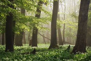 La forêt luxuriante d'ail sauvage