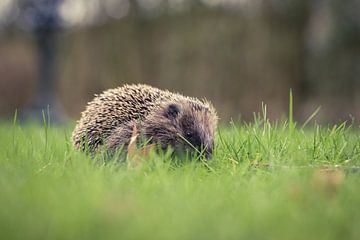 Hedgehog in the grass by Erwin Winkelman