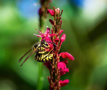 Macro van een wesp op een bloem van rode duizendknoop
