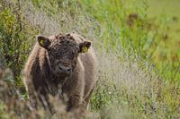 Galloway-Rind auf der Heide