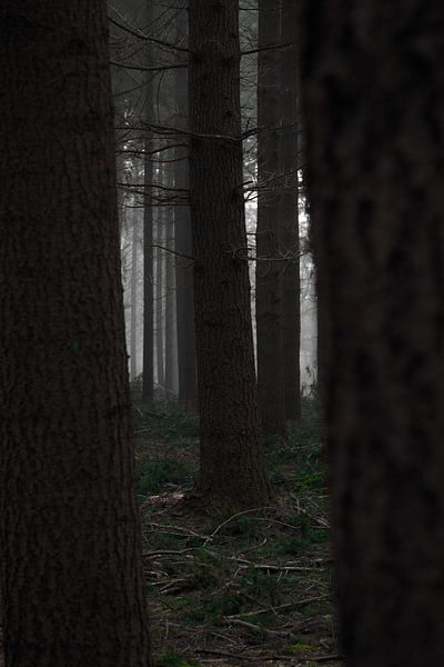 The dark view by Bram van Kattenbroek