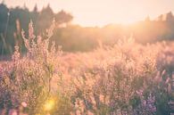 Atmosphärischer Sonnenuntergang auf der Heide von Fotografiecor .nl Miniaturansicht