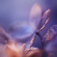 Hydrangea II