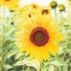 Fröhliche Sonnenblume in sanften Tönen von Daan Duvillier | Dsquared Photography