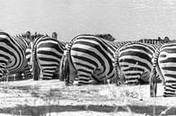 Zebras sind durstig von Diane Bonnes Miniaturansicht