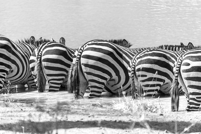 Zebras sind durstig von Diane Bonnes