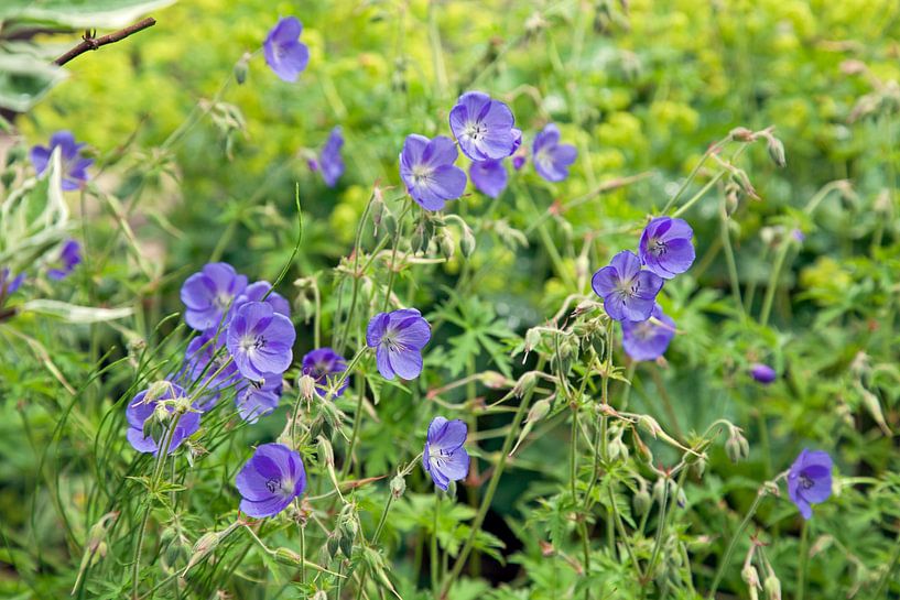 Geranium Rozanne - Stork Beak in bloom by Helga Kuiper
