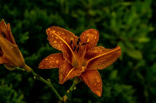 Onderweg in de natuur