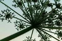 Abstract Heracleum