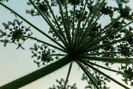 Abstract Heracleum by ElkeS Fotografie