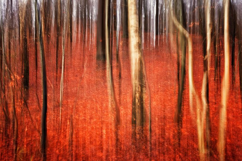 Herbstwald von Alexander Voss