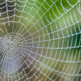 Spinnennetz Tautropfen von Stephan Trip